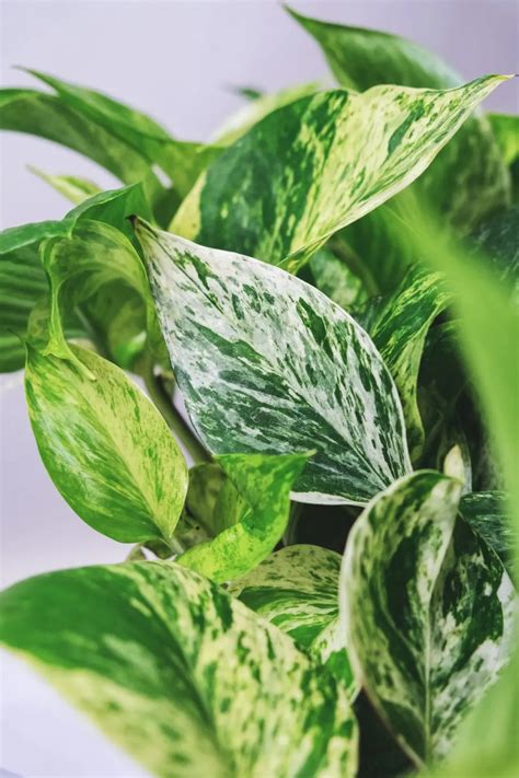 The Complete Golden Pothos Care Guide Houseplant Resource Center