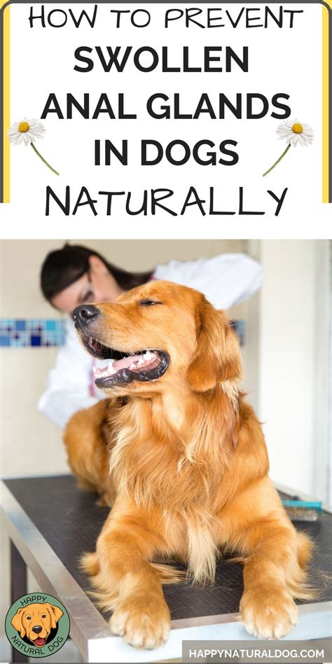 Best Home Remedies To Prevent Swollen Anal Glands In Dogs