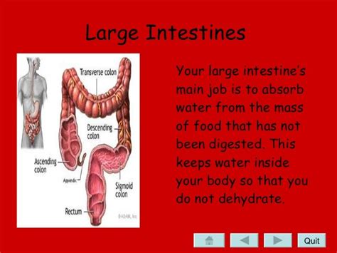 Learn The Parts Of The Human Digestive System