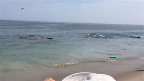 shark attack on seal sparks panic at cape cod beach cbs news