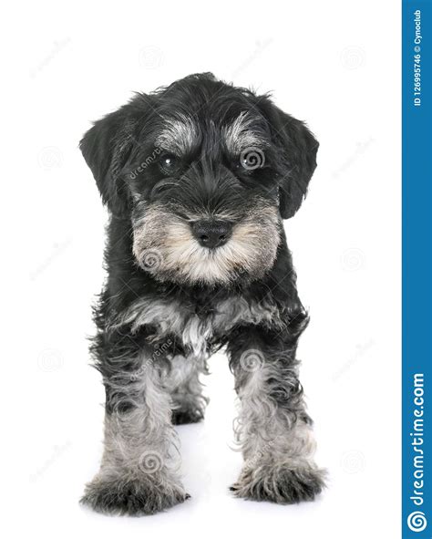 Miniature schnauzer puppies for sale. Puppy miniature schnauzer stock photo. Image of animal ...