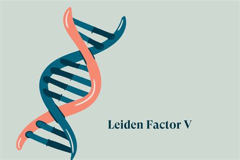 Leiden Factor V And Pregnancy Research Review Pregmune