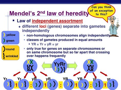 Ppt Genetics And The Work Of Mendel Powerpoint Presentation Free