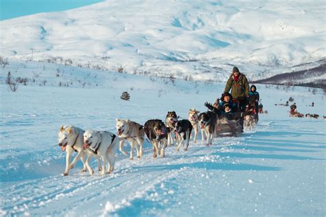 Husky Sled Ride Visit Tromso