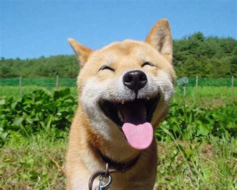 Animals With The Most Adorable Smiles Klykercom