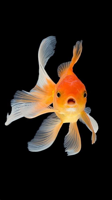 Aquarium Fish Goldfish Red Hd Phone Wallpaper Peakpx