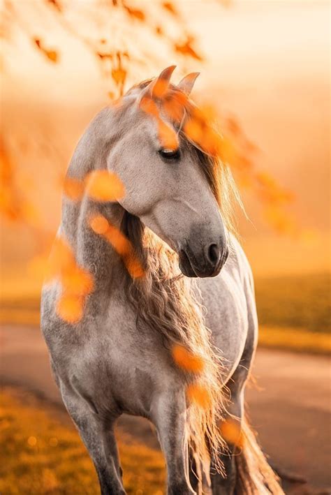 For The Love Of Horses Photo Photos De Chevaux Chevaux Et Chiens