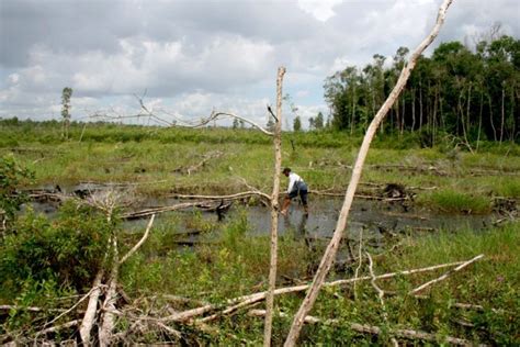 Wilayah ekonomi pantai timur (east coast economic region) atau ecer merupakan wilayah pembangunan ekonomi di malaysia yang dirasmikan pada hari selasa, 29 oktober 2007 oleh perdana menteri malaysia, dato seri abdullah ahmad badawi. Meraba 720 Kilometer Garis Pantai: Histori Ekonomi Politik ...