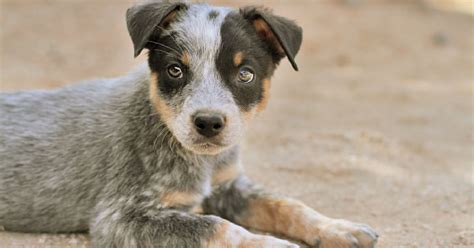 How To Socialize A Blue Heeler Puppy Complete Guide With Proven Tips
