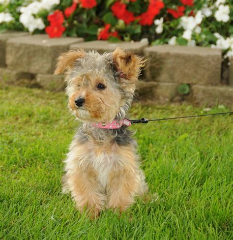 Yorkie Poodle Mix Puppies