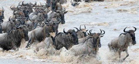 Where To See The Great Wildebeest Migration Kenya Or Tanzania