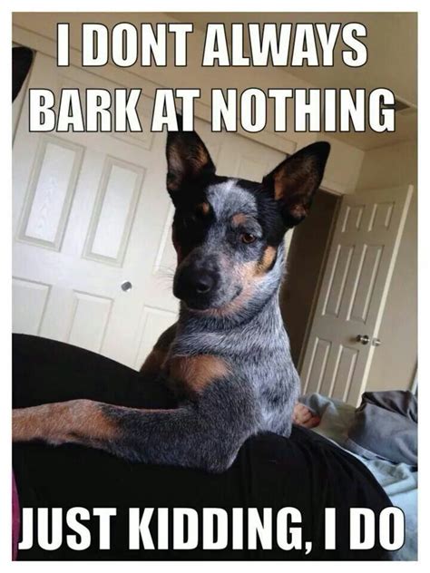 Oh My Gooodness Yes They Are Known For This As Well Blueheelers