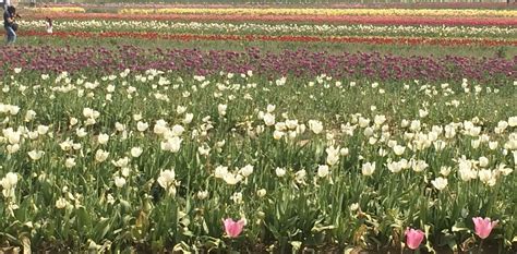 Maybe you would like to learn more about one of these? Pin by Laurie Gold on Tulip Festival outside Portland ...