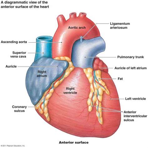 Anatomy Of The Heart Chambers