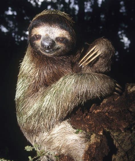10 Fun Facts About Sloths Fun Facts About Sloths Sloth Sloth Facts