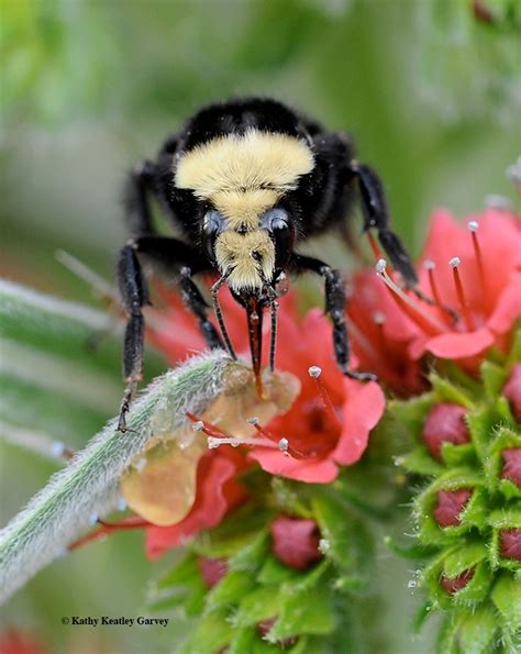 A Big Bee Bash Is Beckoning Learn About Californias Native Bees Bug Squad Anr Blogs