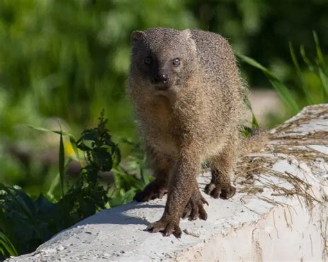 Egyptian Mongoose Facts Diet Habitat And Pictures On Animaliabio