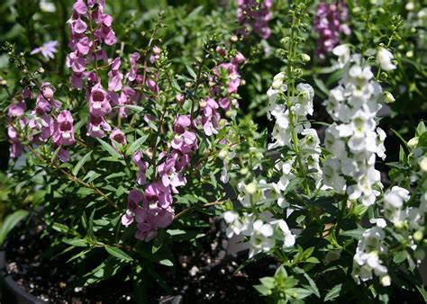 Angelonia Thrives In Mississippi Humidity Mississippi State