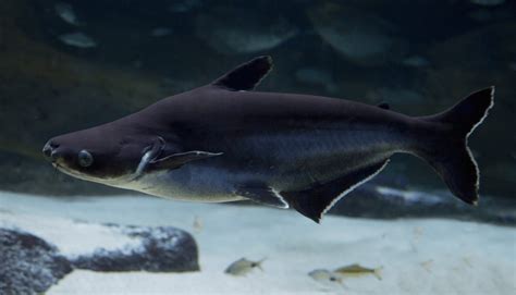 Top 15 Freshwater Aquarium Sharks For All Tanks Everything Fishkeeping