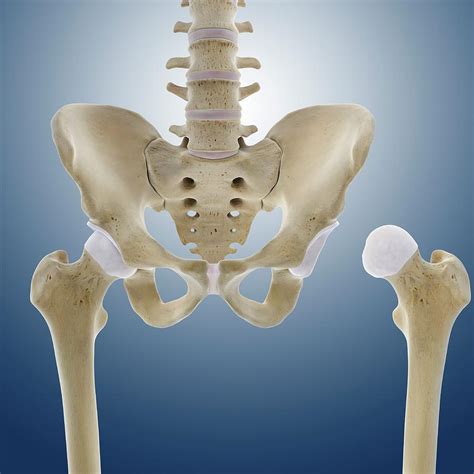Hip Anatomy Photograph By Springer Medizin Fine Art America