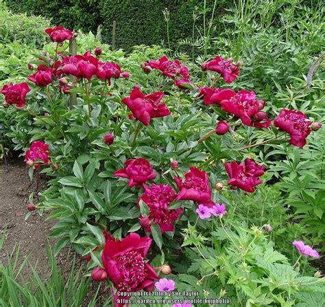 Photo Of The Entire Plant Of Chinese Peony Paeonia Lactiflora Nippon