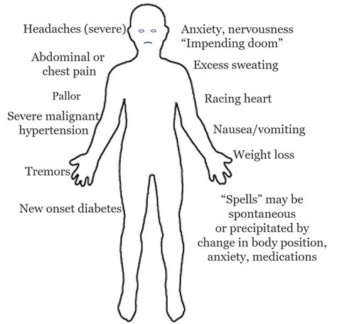 Symptoms Of Pheochromocytoma Of The Adrenal Gland Pheo