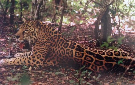 Jaguar Panthera Onca Pictorial Page 10 Carnivora