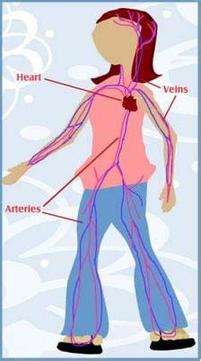 Circulatory system facts for kids. The Heart of the Matter - Lesson - www.TeachEngineering.org