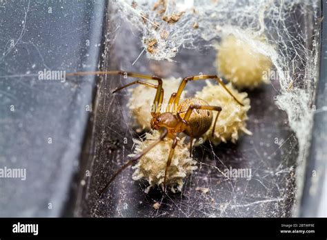 Close Up Brown Widow Spider Latrodectus Geometricus And Nest In