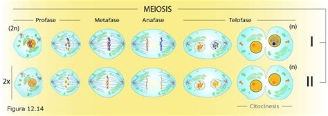 Fisiologia Celular Meiosis Cell Cycle Genetic Variation