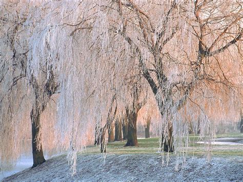Frost On Weeping Willow Trees Image Id Image Abyss