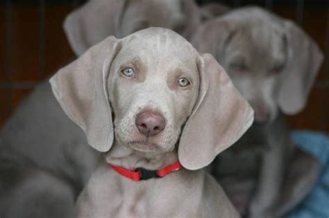 Silver Grey Weimaraner Puppies Ckc For Sale In Toronto Ontario Your