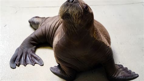 Whiskered Baby Walrus Born At Seaworld Orlando