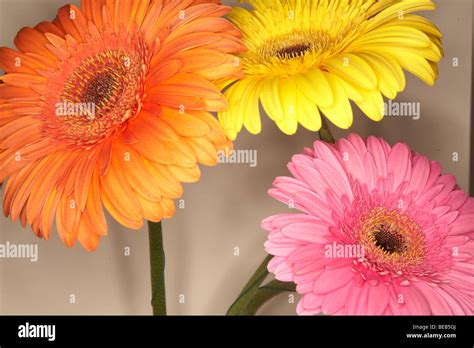 Gerbera Flowers Close Up Stock Photo Alamy