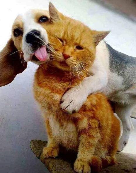 Amistad Entre Perros Y Gatos En Imagenes