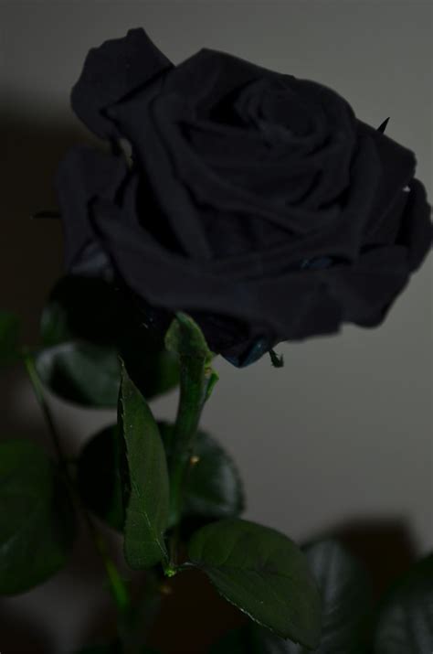 Flowery language of the victorian era. It´s Real! A black Rose | Imges | Pinterest | Black roses ...