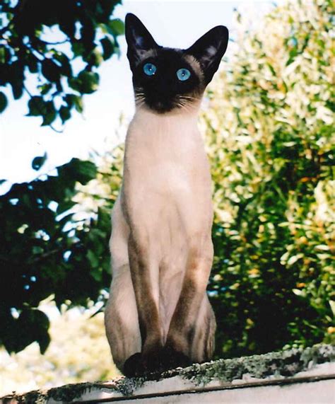 What Are Siamese Cats Hubpages