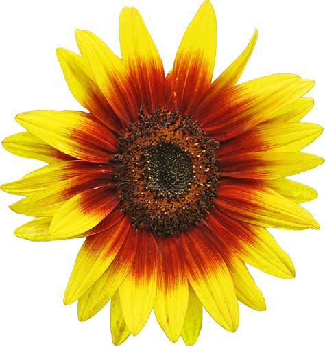 70 Free Sunflower Clip Art Cliparting Com