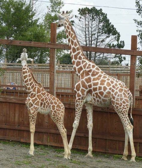 Johari the giraffe is pregnant, though her due date is a bit of a mystery. Pin by Lynn Hudock on April, Oliver, Tajiri, Azizi ...