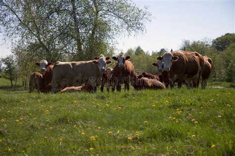 Herd Of Brown Cows In Spring Field Country Scene Animal Farm