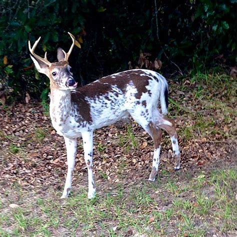 Young Piebald Buck Good Woodmanship Requires That Hunters Leave
