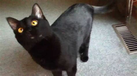 Minty The Black Cat Meowing Youtube