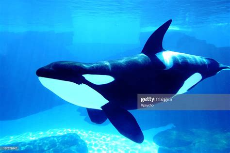Killer Whale Photo Getty Images
