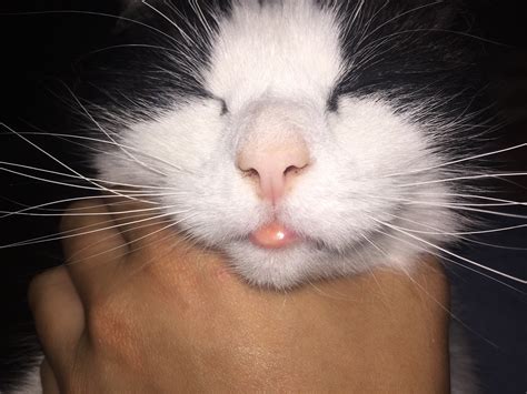 Cat Lip Swollen Bump Cat Meme Stock Pictures And Photos
