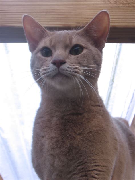 The abyssinian is a highly active cat that will demand your attention and affection. Stud Boys « Essence Abyssinian Cats