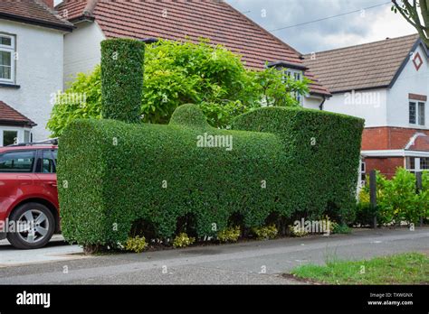 Privet Hedge High Resolution Stock Photography And Images Alamy