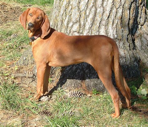 Redbone Coonhound Wikipedia Wolna Encyklopedia