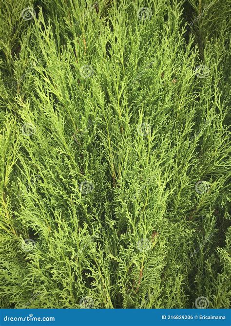 Italian Cypress Evergreen Tree As Background Stock Photo Image Of