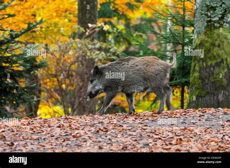 Young Wild Boar Sus Scrofa Juvenile Running In Autumn Forest During