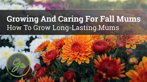 Growing And Caring For Fall Mums How To Grow Long Lasting Mums Youtube